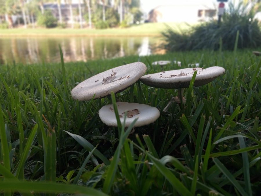 Lakeside Mushrooms