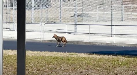 Navigation to Story: Coyote spotted on campus