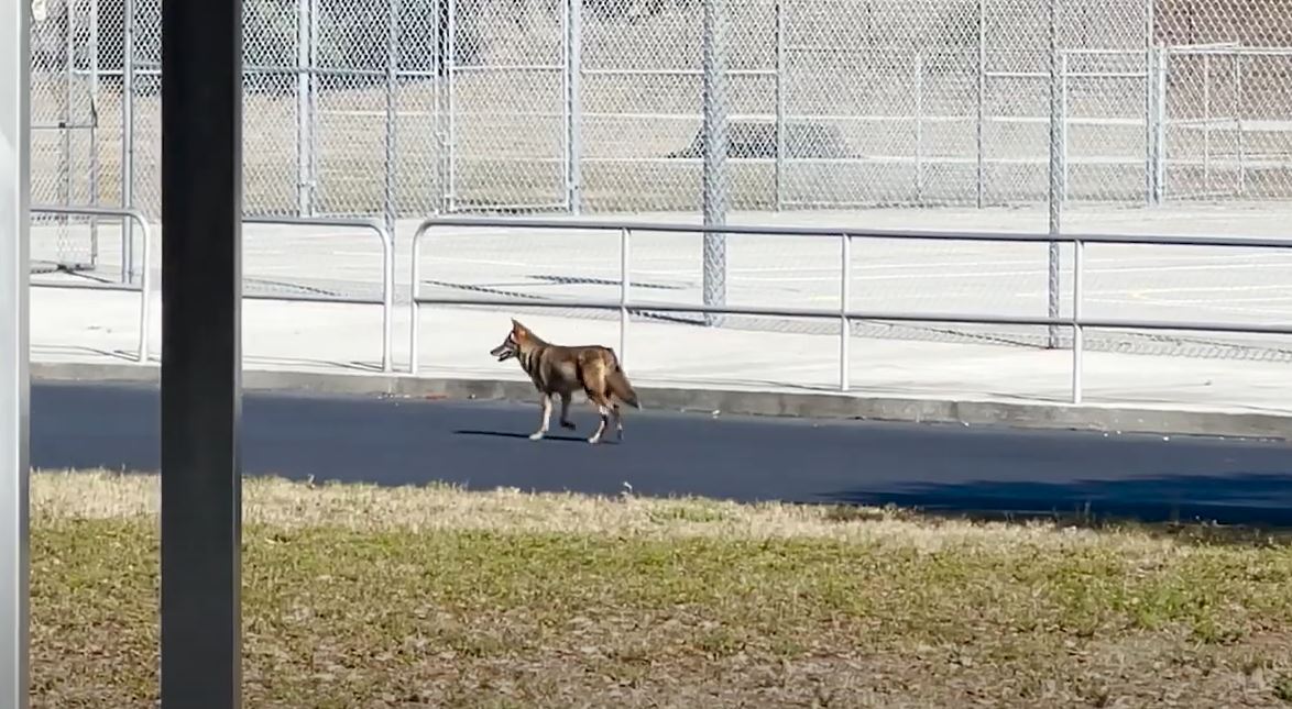 Coyote spotted on campus
