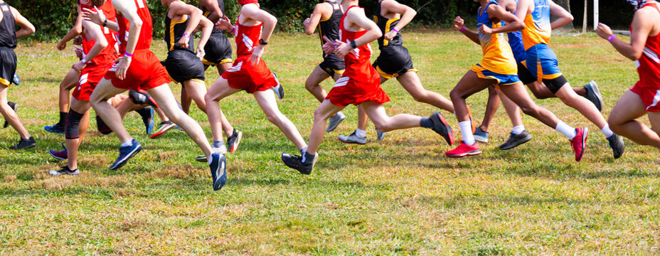 Runners compete in a cross country competition.