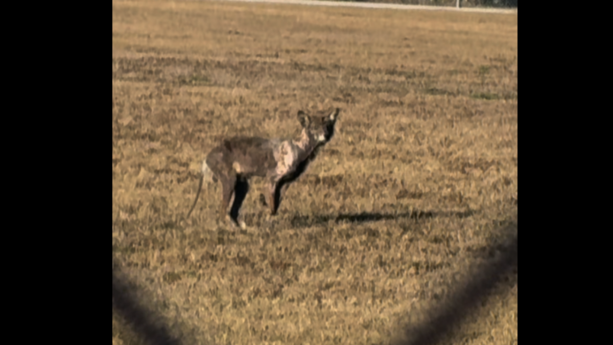 The coyote was spotted by JHop School Resource Officer Radhames Gonzalez. 