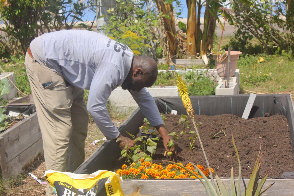 Deuces Live Food Forest president Royce Wheeler works in a garden bed.