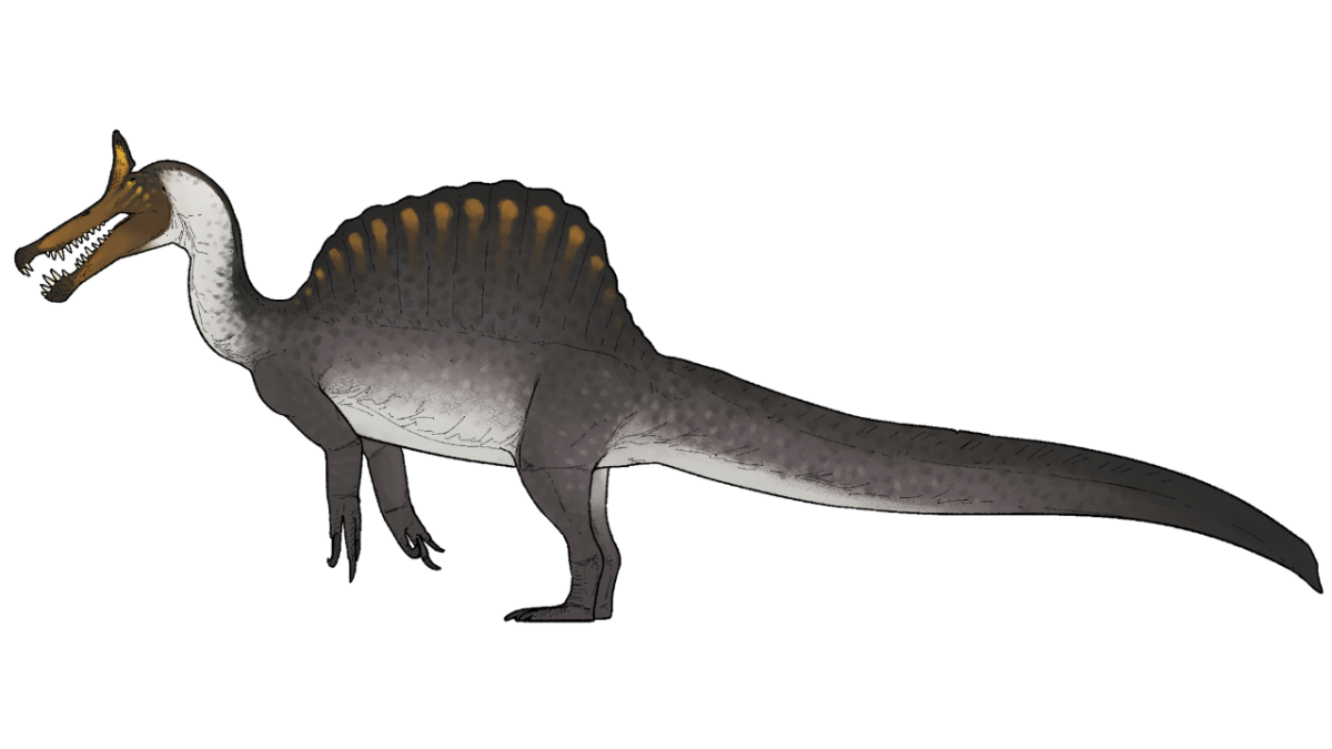 The new dinosaur species is marked by a fan-shaped back and crocodile-like jaws. Image via Wikimedia Commons.